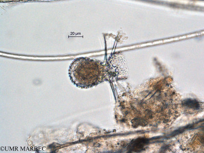 phyto/Scattered_Islands/all/COMMA April 2011/Radiozoa 10 (3)(copy)_thumb.jpg